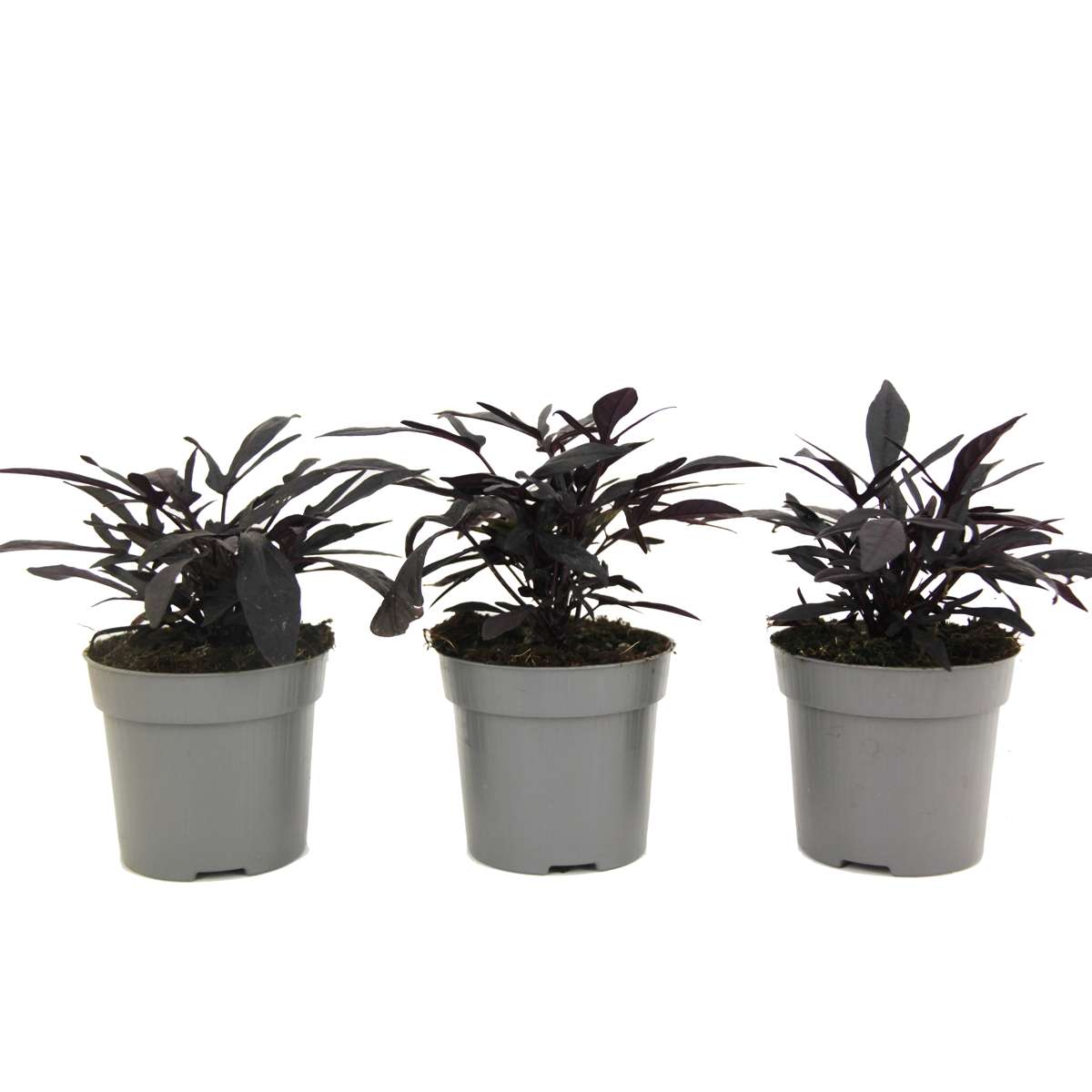 Other Garden Plants Sötpotatis - Set Om 3 - Ipomoea Batatas - Höjd 10-15Cm - ⌀10,5Cm