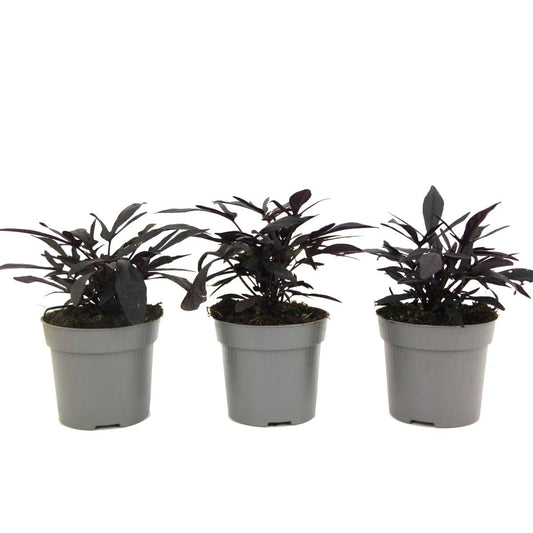 Other Garden Plants Sötpotatis - Set Om 3 - Ipomoea Batatas - Höjd 10-15Cm - ⌀10,5Cm