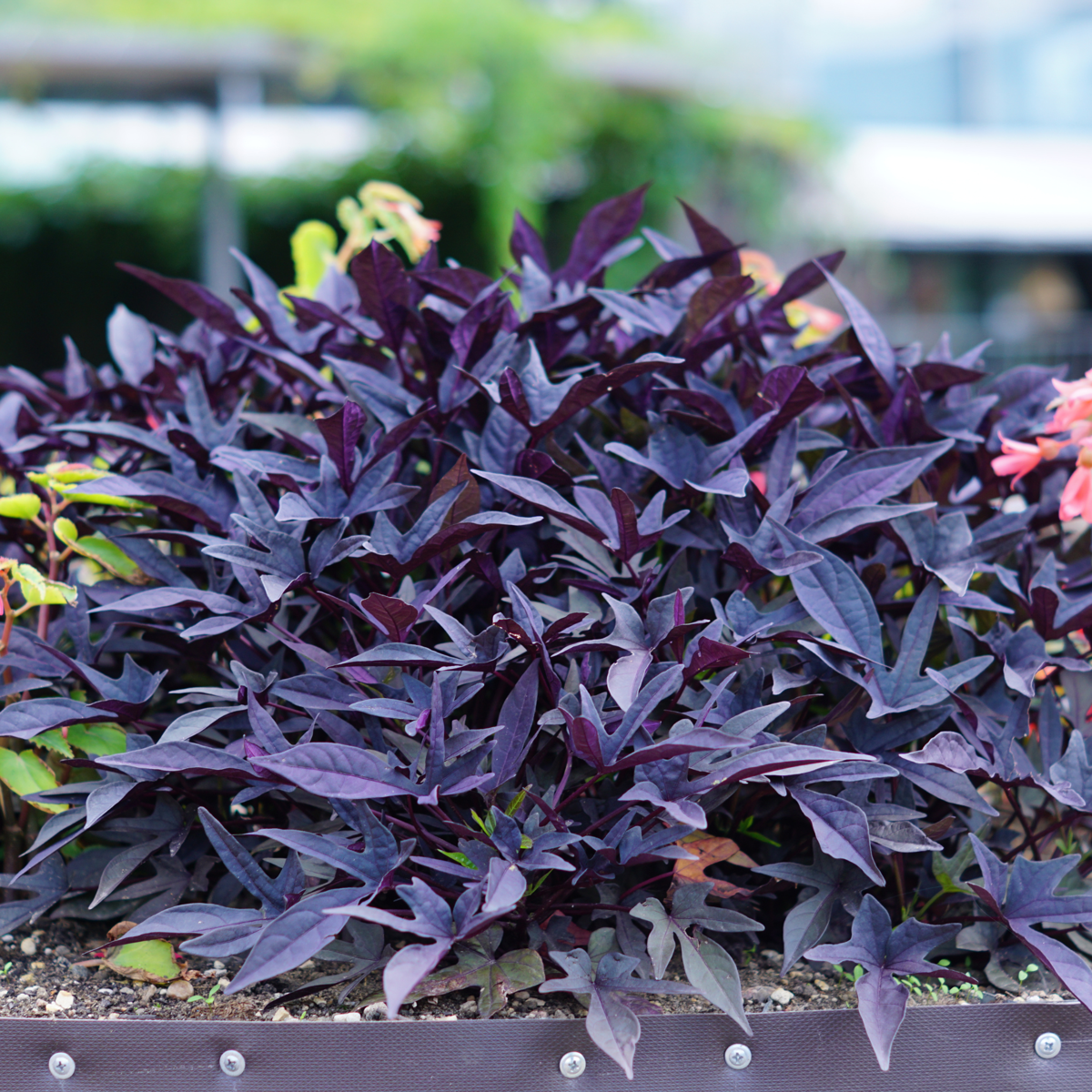 Other Garden Plants Sötpotatis - Set Om 3 - Ipomoea Batatas - Höjd 10-15Cm - ⌀10,5Cm