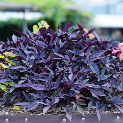 Other Garden Plants Sötpotatis - Set Om 3 - Ipomoea Batatas - Höjd 10-15Cm - ⌀10,5Cm