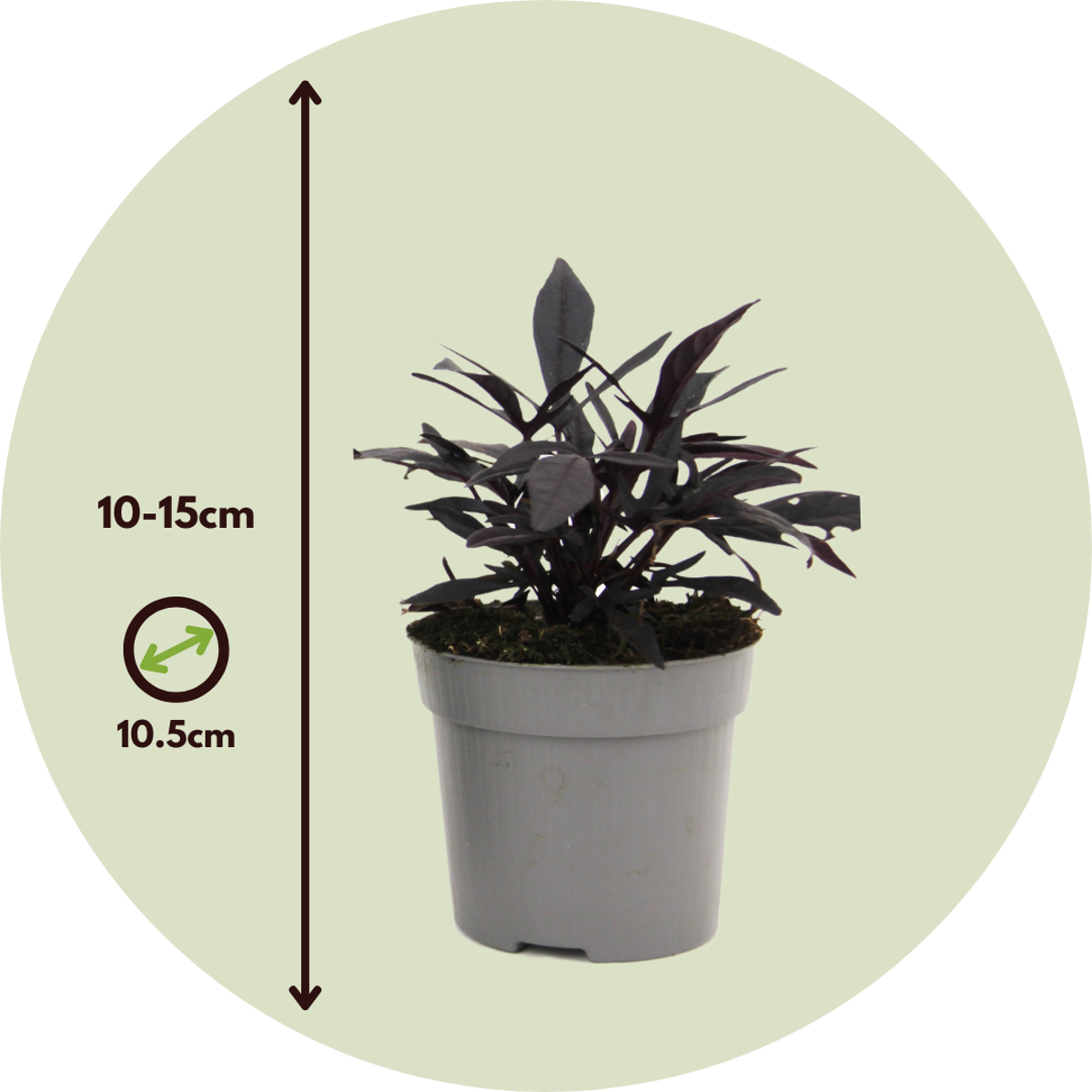 Other Garden Plants Sötpotatis - Set Om 3 - Ipomoea Batatas - Höjd 10-15Cm - ⌀10,5Cm