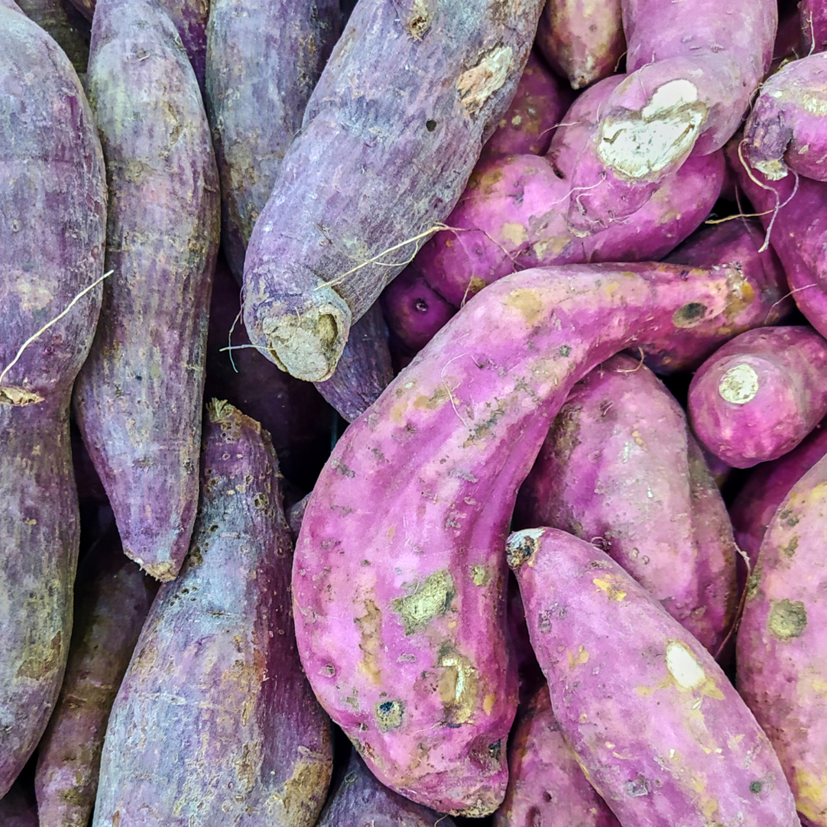 Other Garden Plants Sötpotatis - Set Om 3 - Ipomoea Batatas - Höjd 10-15Cm - ⌀10,5Cm