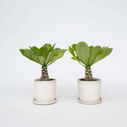 Florastore Hawaiipalmen - Set Om 2 - Brighamia 'Insignis' - Höjd 25-35Cm - ⌀12Cm