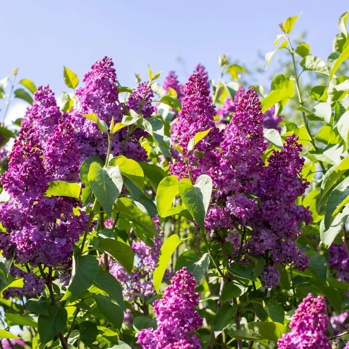 Lilac Syren - Set Om 2 - Syringa Vulgaris 'Ludwig Spath' - Höjd 25-40Cm - ⌀17Cm