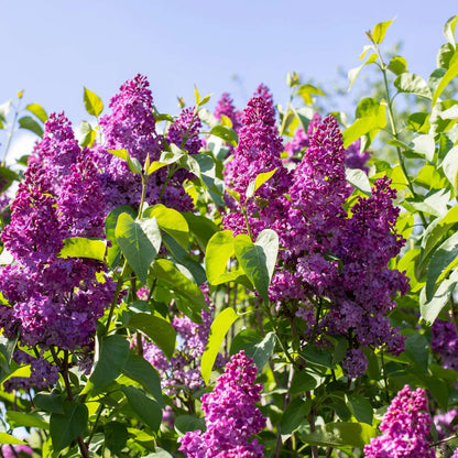 Lilac Syren - Set Om 2 - Syringa Vulgaris 'Ludwig Spath' - Höjd 25-40Cm - ⌀17Cm