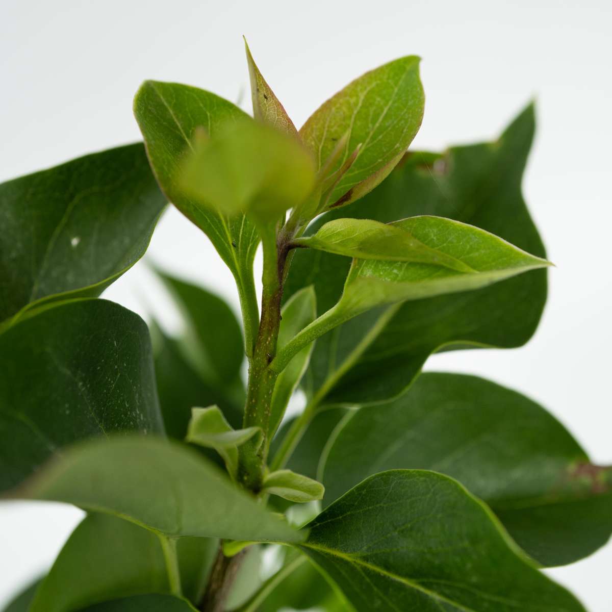 Lilac Syren - Set Om 2 - Syringa Vulgaris 'Ludwig Spath' - Höjd 25-40Cm - ⌀17Cm