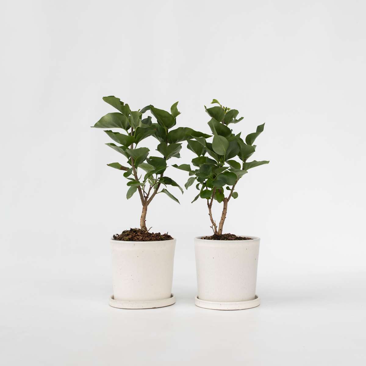 Florastore Syren - Set Om 2 - Syringa Vulgaris 'Michel Buchner' - Höjd 25-40Cm - ⌀17Cm