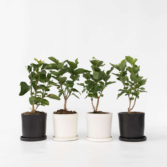 Florastore Syren - Set Om 4 - Syringa Vulgaris 'Mme Lemoine' - Höjd 25-40Cm - ⌀17Cm