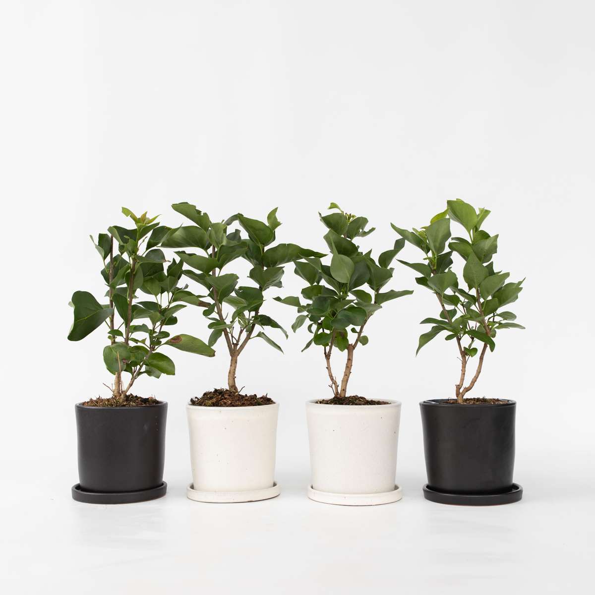 Florastore Syren - Set Om 4 - Syringa Vulgaris 'Ludwig Spath' - Höjd 25-40Cm - ⌀17Cm