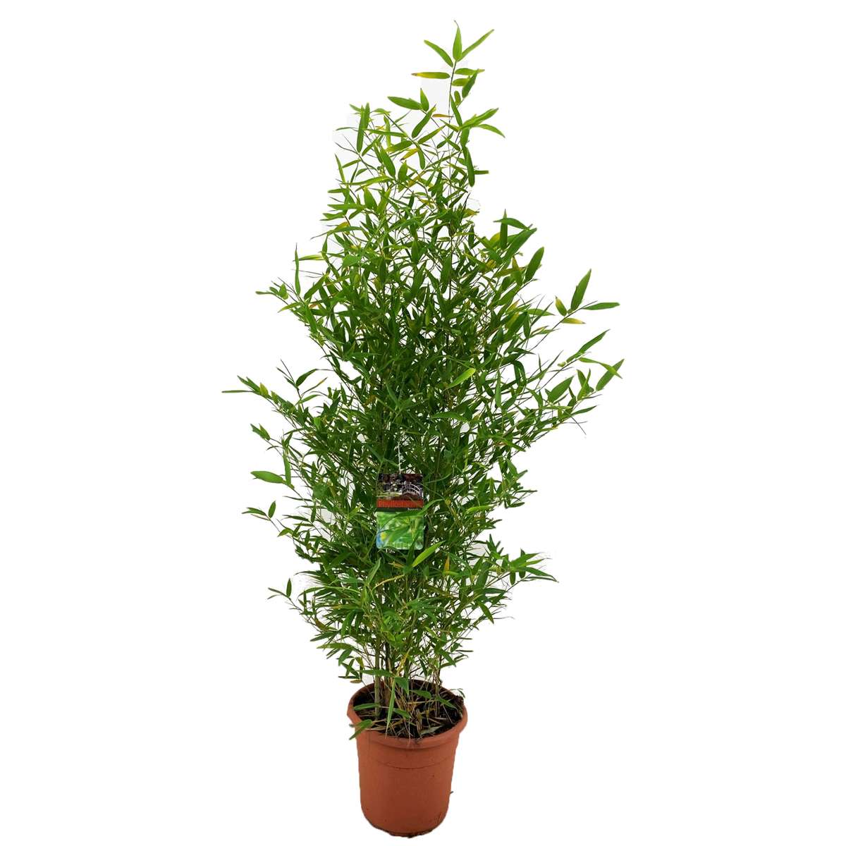 Florastore Bissetbambu - Phyllostachys 'Bisetti' - Höjd 160-170Cm - ⌀28Cm