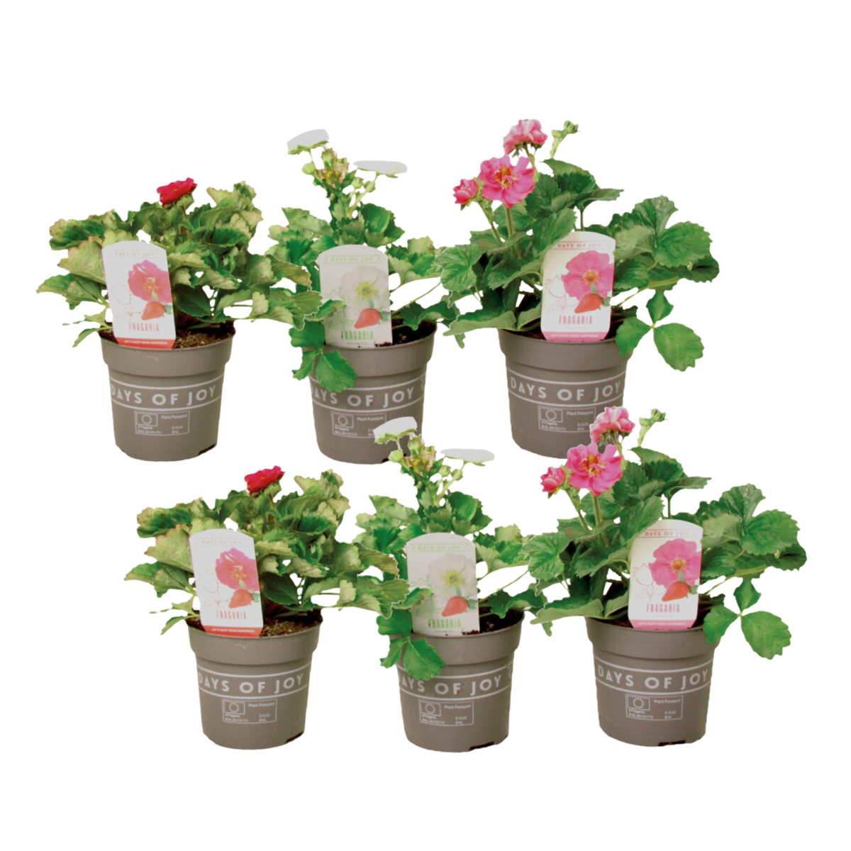 Fruit Trees Jordgubbsplanta - Set Om 6 - Fragaria 'Summer Breeze' - Höjd 15-25Cm - ⌀10,5Cm