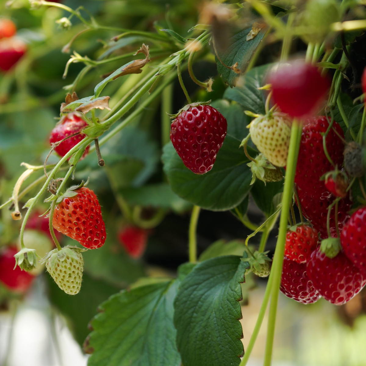 Fruit Trees Jordgubbsplanta - Set Om 6 - Fragaria 'Summer Breeze' - Höjd 15-25Cm - ⌀10,5Cm