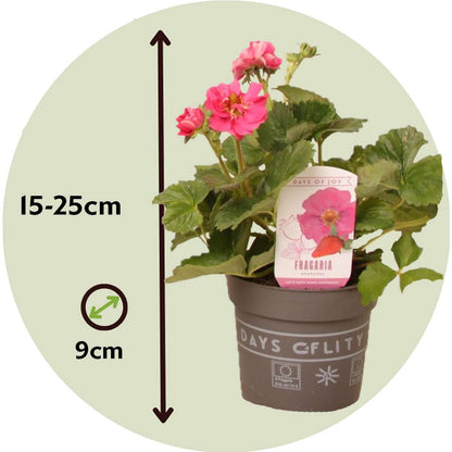 Fruit Trees Jordgubbsplanta - Set Om 6 - Fragaria 'Summer Breeze' - Höjd 15-25Cm - ⌀10,5Cm