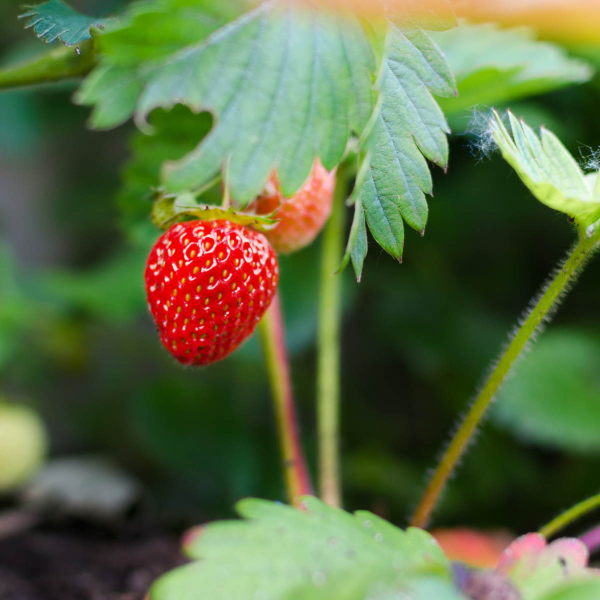Fruit Trees Jordgubbsplanta - Set Om 6 - Fragaria 'Summer Breeze' - Höjd 15-25Cm - ⌀10,5Cm