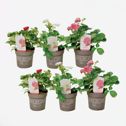 Fruit Trees Jordgubbsplanta - Set Om 6 - Fragaria 'Summer Breeze' - Höjd 15-25Cm - ⌀10,5Cm