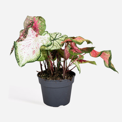 Other Green Houseplants Kaladium - Caladium 'Carnaval' - Höjd 40-50Cm - ⌀17Cm