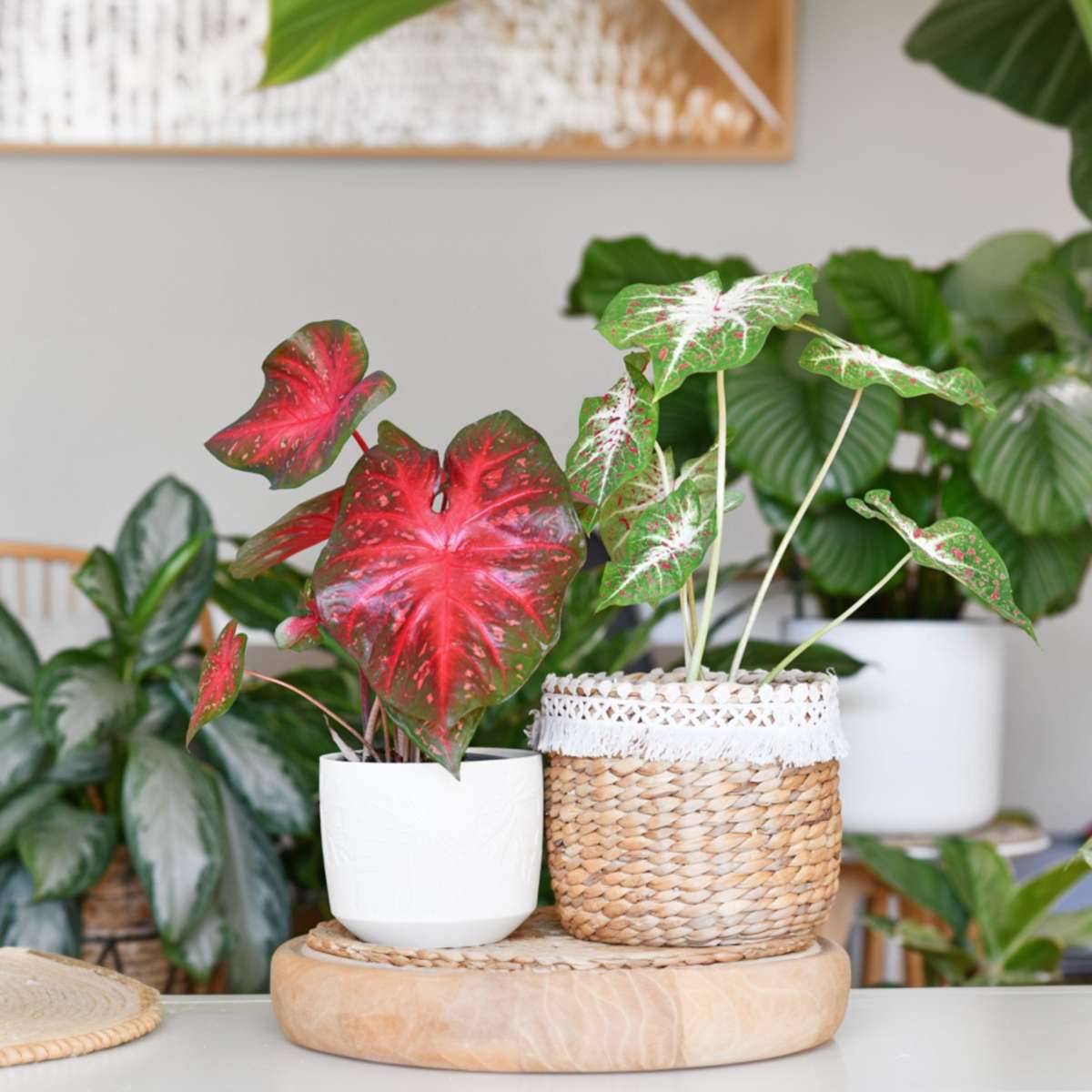 Other Green Houseplants Kaladium - Caladium 'Carnaval' - Höjd 40-50Cm - ⌀17Cm