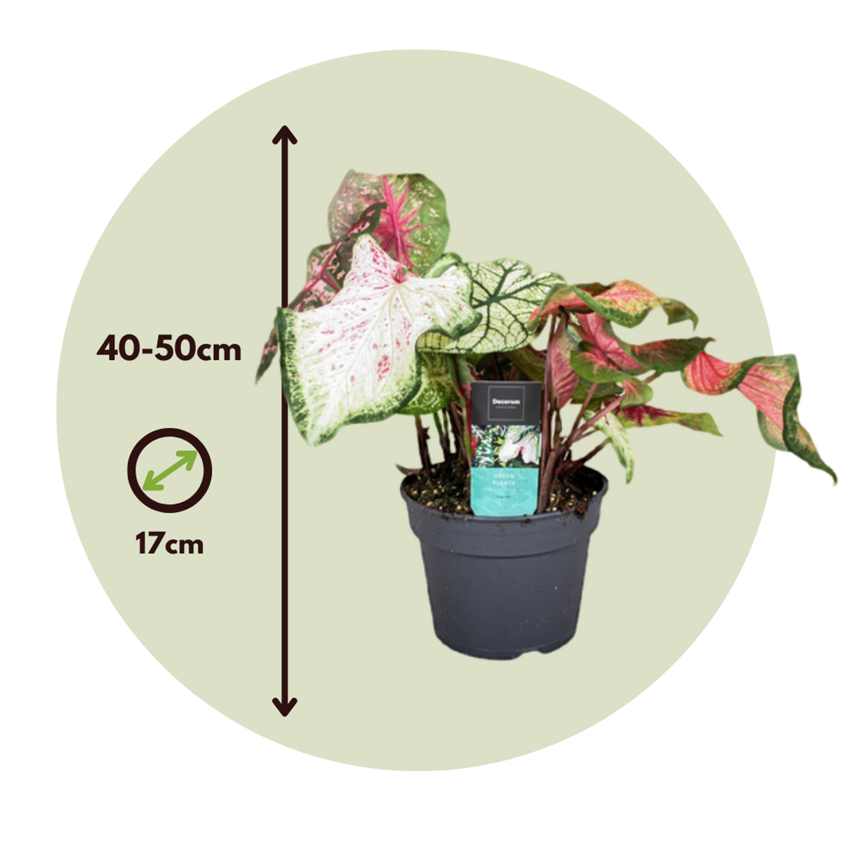 Other Green Houseplants Kaladium - Caladium 'Carnaval' - Höjd 40-50Cm - ⌀17Cm