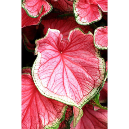 Other Green Houseplants Kaladium - Caladium 'Carnaval' - Höjd 40-50Cm - ⌀17Cm