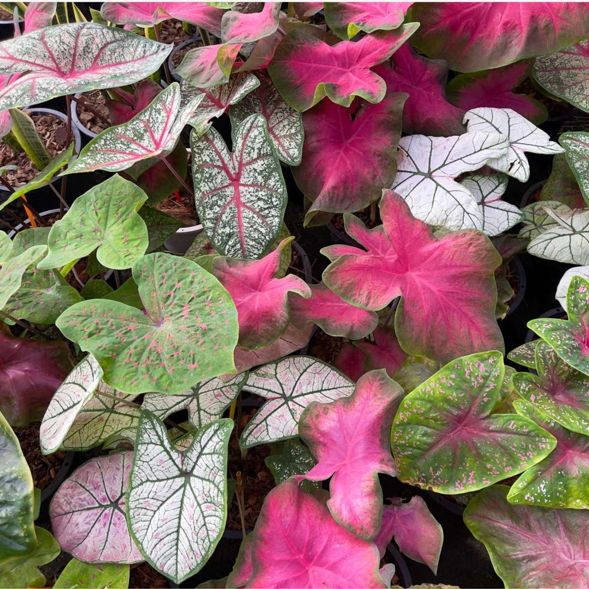 Other Green Houseplants Kaladium - Caladium 'Carnaval' - Höjd 40-50Cm - ⌀17Cm