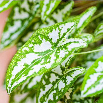 Other Green Houseplants Kaladium - Caladium 'Carnaval' - Höjd 40-50Cm - ⌀17Cm