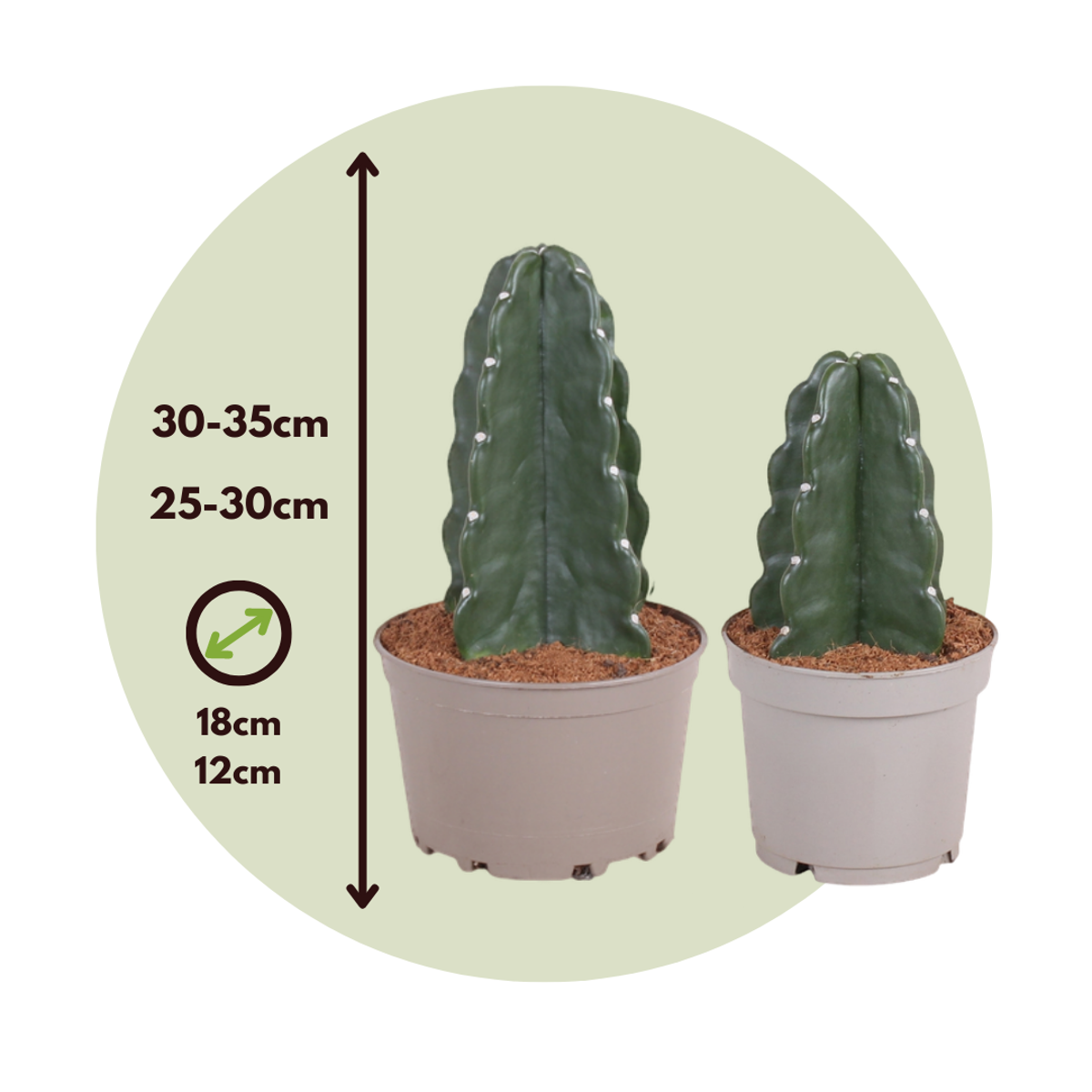 Cactus Rygglös Kaktus - Set Om 2 - Cereus Jamacaru - Höjd 25-30Cm - ⌀18Cm