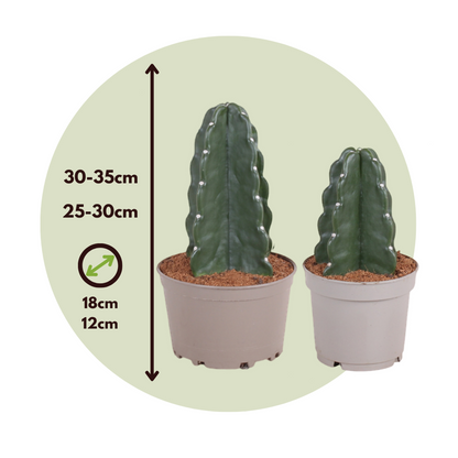 Cactus Rygglös Kaktus - Set Om 2 - Cereus Jamacaru - Höjd 25-30Cm - ⌀18Cm