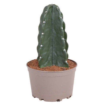Cactus Rygglös Kaktus - Cereus Jamacaru - Höjd 30-35Cm - ⌀18Cm