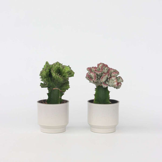 Florastore Marmoreuforbia - Set Om 2 - Euphorbia 'Lactea' - Höjd 25-30Cm - ⌀12Cm