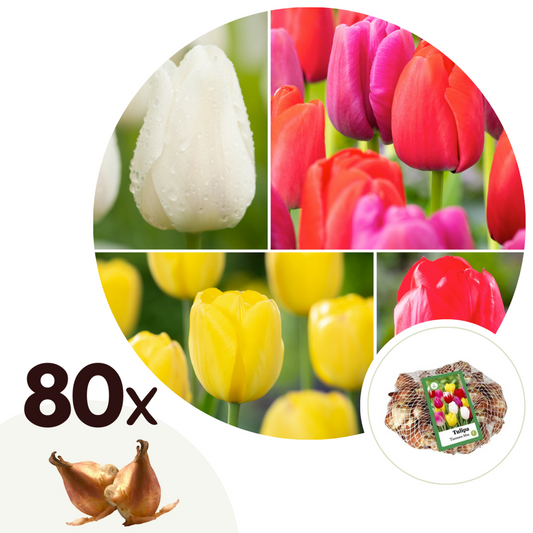 Florastore Tulpanlökar - Set Om 80 - Tulipa 'Triumph Mix' - Blomlökar - Flerfärgad