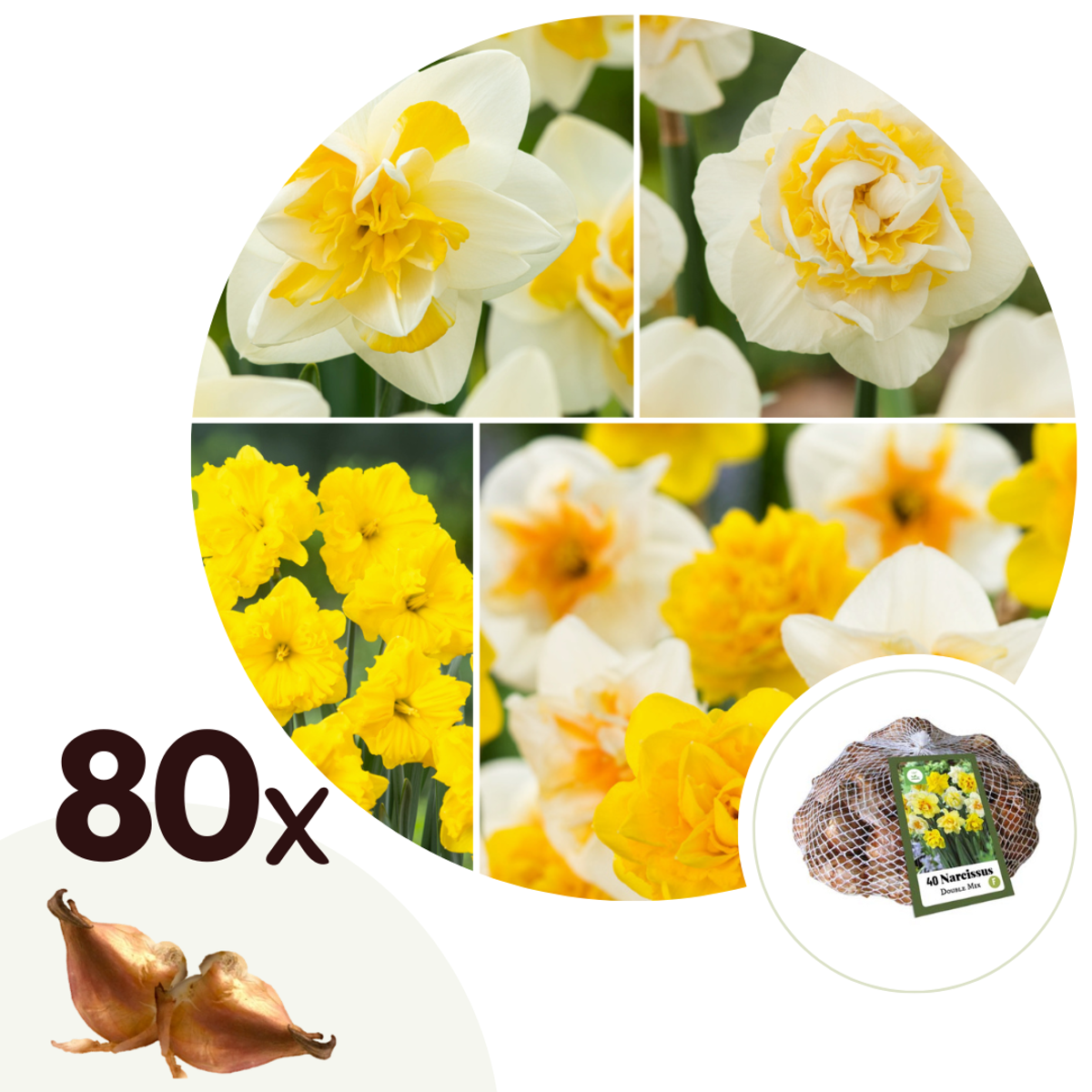 Florastore Påsklilja - Set Om 80 - Narcissus 'Double Mix' - Blomlökar - Flerfärgad