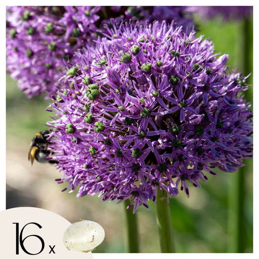 Florastore Allium Lökar - Set Om 16 - Allium 'Gladiator' - Blomlökar - Purpur