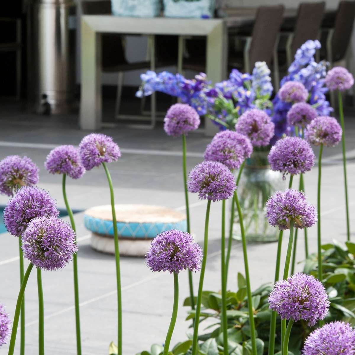 Allium Lökar - Set Om 16 - Allium 'Gladiator' - Blomlökar - Purpur