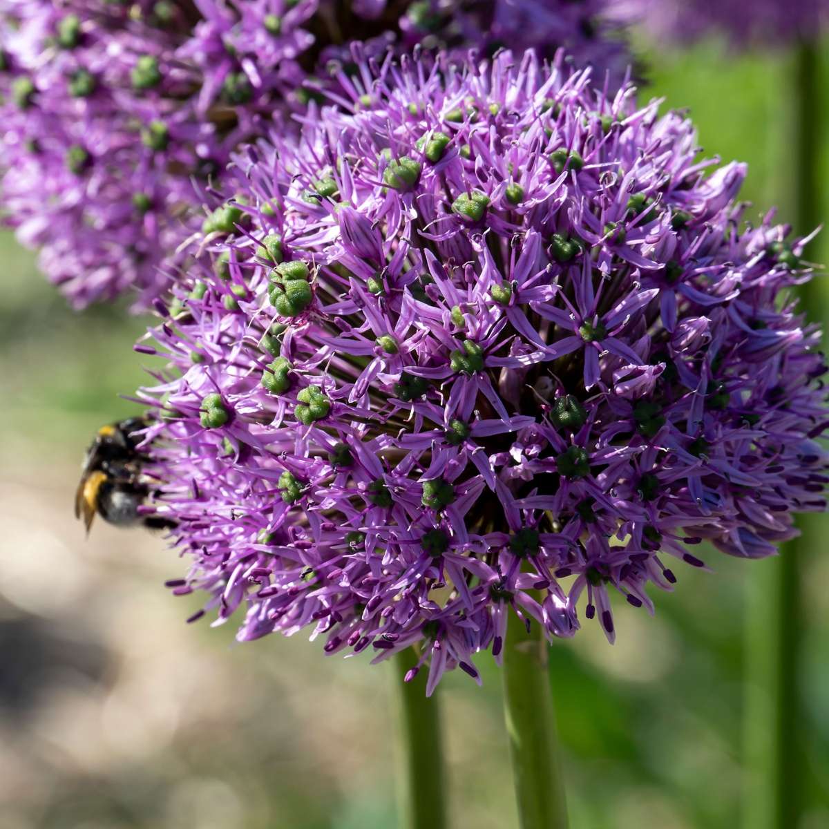 Allium Lökar - Set Om 16 - Allium 'Gladiator' - Blomlökar - Purpur
