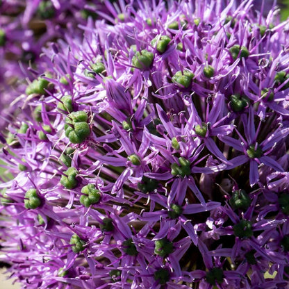 Allium Lökar - Set Om 16 - Allium 'Gladiator' - Blomlökar - Purpur