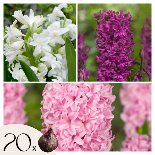 Florastore Hyacintlökor - Set Om 20 - Hyacinthus - Blomlökar - Flerfärgad