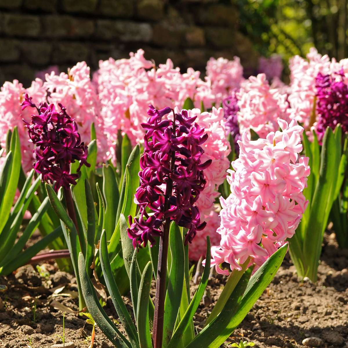 Hyacinth Hyacintlökor - Set Om 20 - Hyacinthus - Blomlökar - Flerfärgad