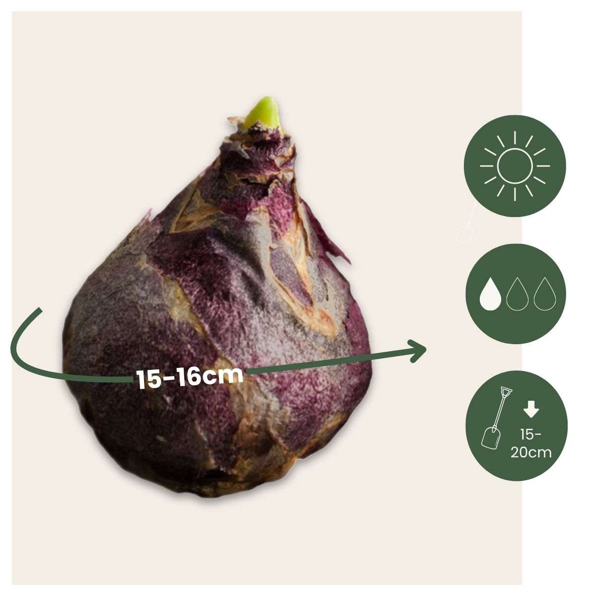 Hyacinth Hyacintlökor - Set Om 20 - Hyacinthus - Blomlökar - Flerfärgad