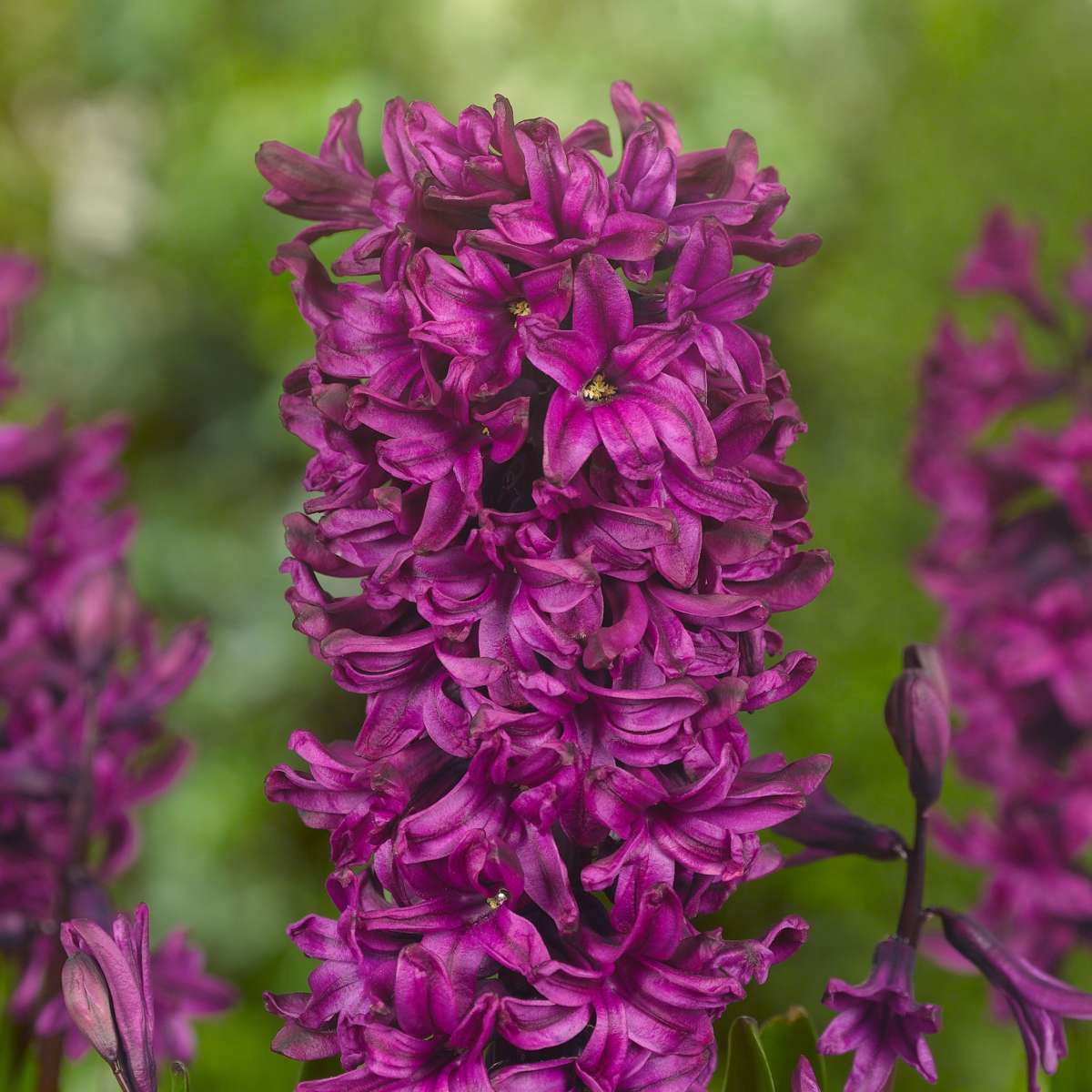 Hyacinth Hyacintlökor - Set Om 20 - Hyacinthus - Blomlökar - Flerfärgad