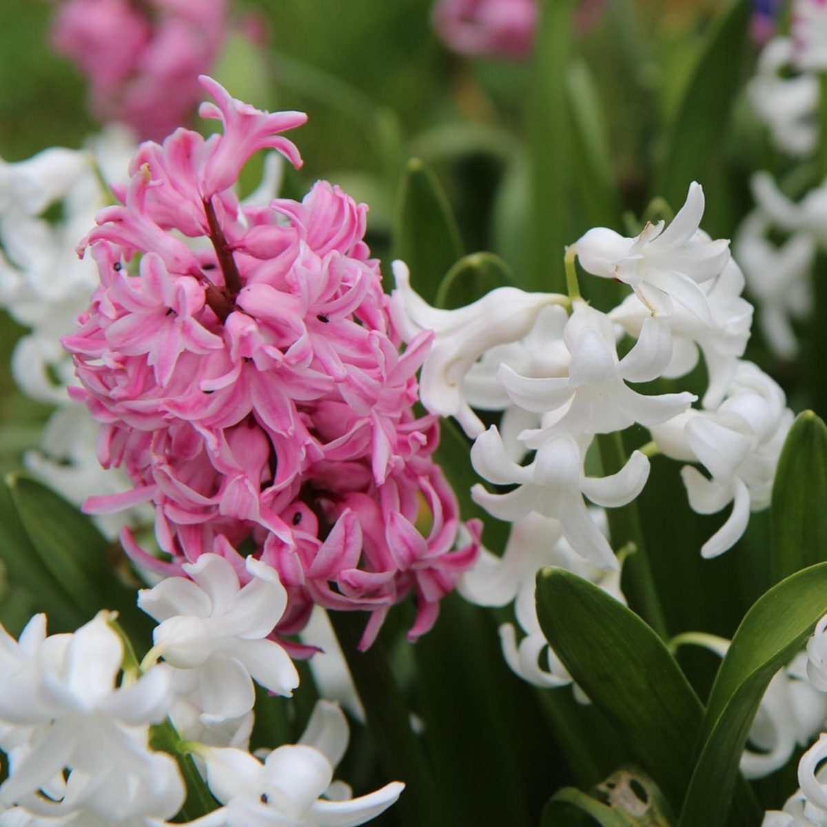 Hyacinth Hyacintlökor - Set Om 20 - Hyacinthus - Blomlökar - Flerfärgad
