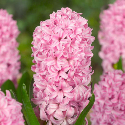 Hyacinth Hyacintlökor - Set Om 20 - Hyacinthus - Blomlökar - Flerfärgad