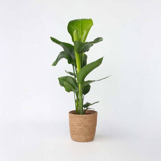 Florastore Vit Papegojblomma - Strelitzia Nicolai - Höjd 55-70Cm - ⌀17Cm