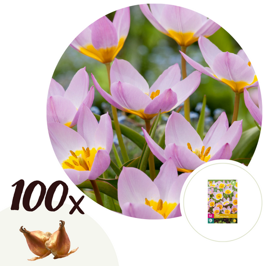 Florastore Tulpanlökar - Set Om 100 - Tulipa Bakeri 'Lilac Wonder' - Blomlökar - Flerfärgad