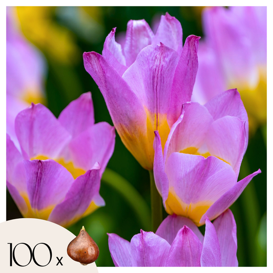 Tulip Tulpanlökar - Set Om 100 - Tulipa Bakeri 'Lilac Wonder' - Blomlökar - Flerfärgad