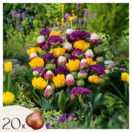 Florastore Tulpanlökar - Set Om 20 - Tulipa 'Candy Love' - Blomlökar - Flerfärgad