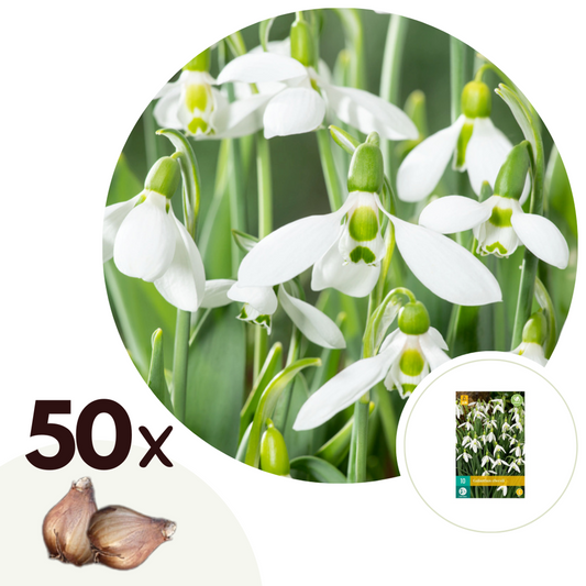Florastore Snödroppe - Set Om 50 - Galanthus Elwesii - Blomlökar - Vit