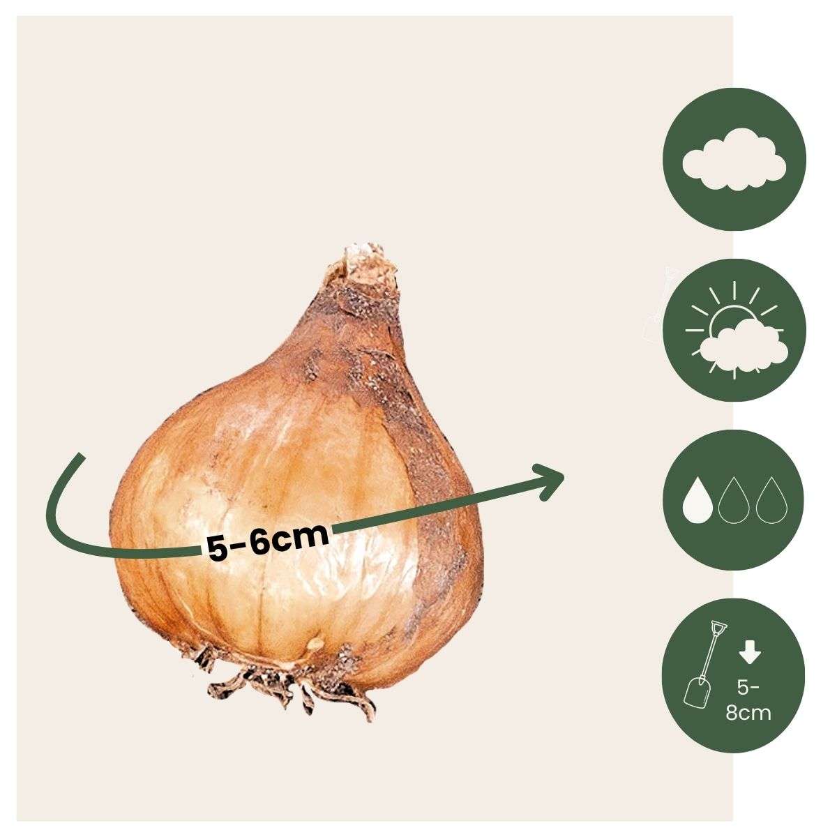 Other Types Of Flower Bulbs Snödroppe - Set Om 50 - Galanthus Elwesii - Blomlökar - Vit