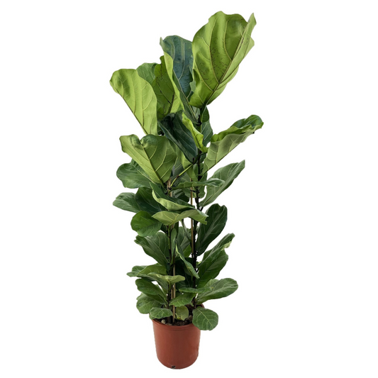Ficus Fiolfikus - Ficus Lyrata - Höjd 80-100Cm - ⌀24Cm