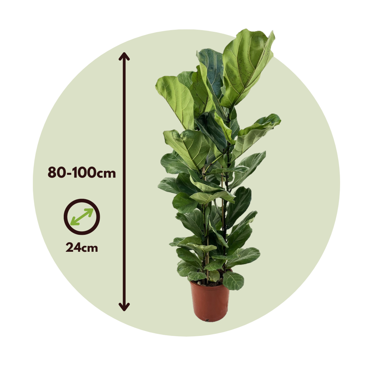 Ficus Fiolfikus - Ficus Lyrata - Höjd 80-100Cm - ⌀24Cm