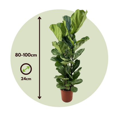 Ficus Fiolfikus - Ficus Lyrata - Höjd 80-100Cm - ⌀24Cm